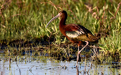 Glossy Ibis by Denise Wiese | Cairo